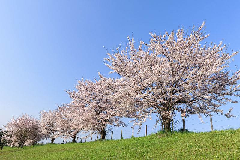 2022桜咲く京都　木津川堤の桜並木_f0155048_22321649.jpg