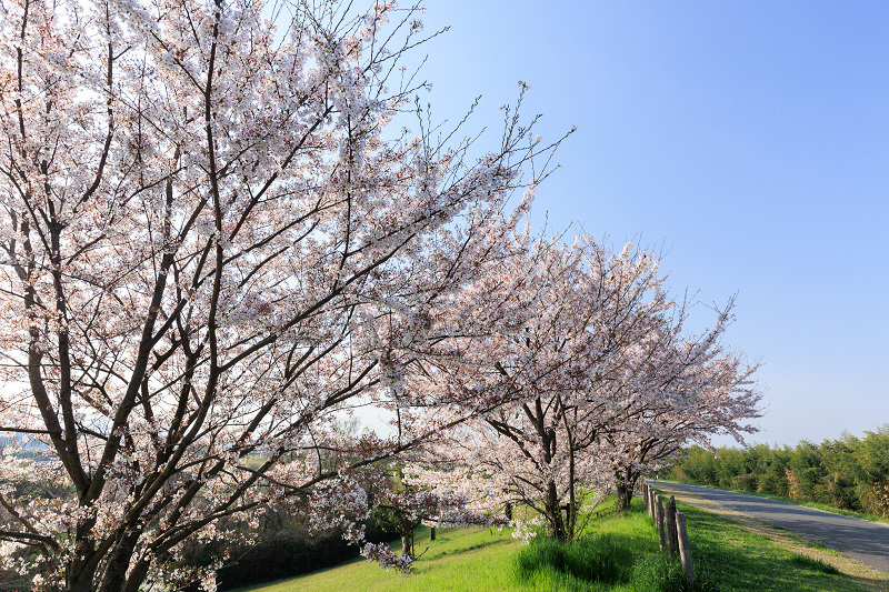 2022桜咲く京都　木津川堤の桜並木_f0155048_22324464.jpg