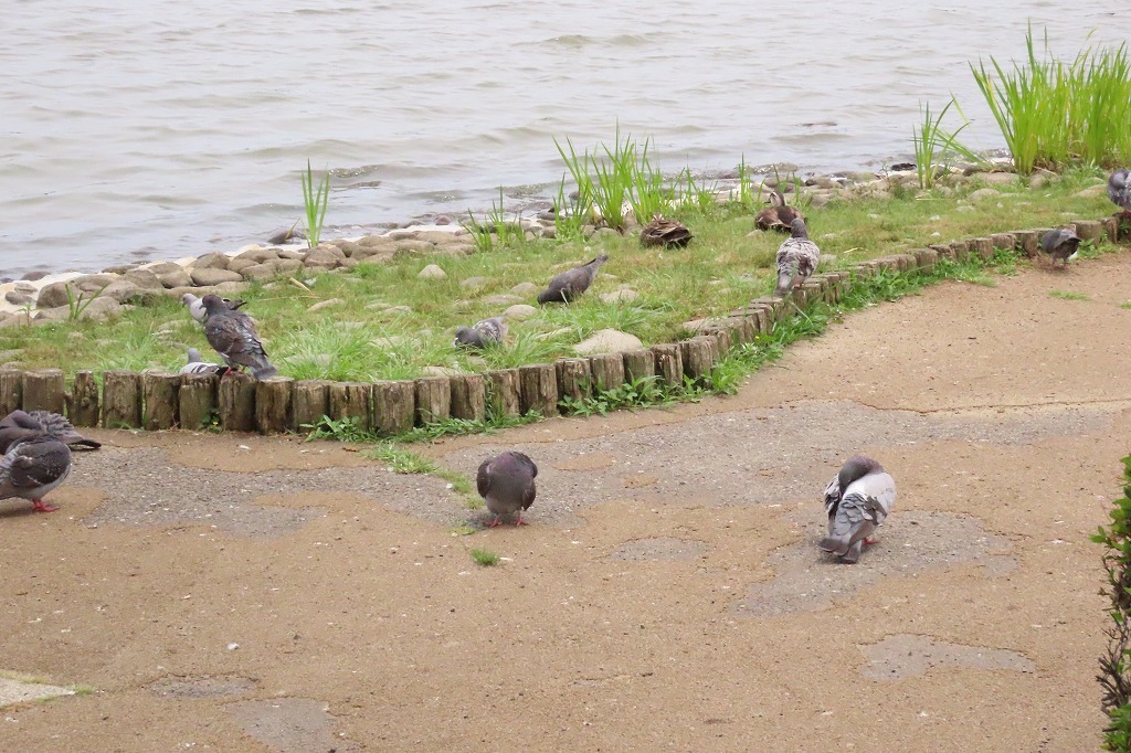 千波湖の黒鳥たちと モンキチョウの追いかけっこ ぶらり散歩 四季折々フォト日記 千波湖の黒鳥たちと モンキチョウの追いかけっこ ぶらり散歩 四季折々フォト日記