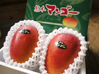 熊本県産!樹上完熟アップルマンゴー 平成4年は例年より少し遅く7月中旬以降の出荷開始予定です!_a0254656_16421797.jpg