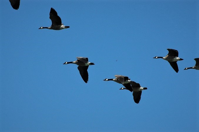 Canada Geese - Marincalifornia2's Blog