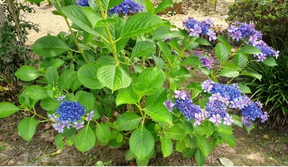 植物の浄化力と循環***_e0290872_19403018.jpg