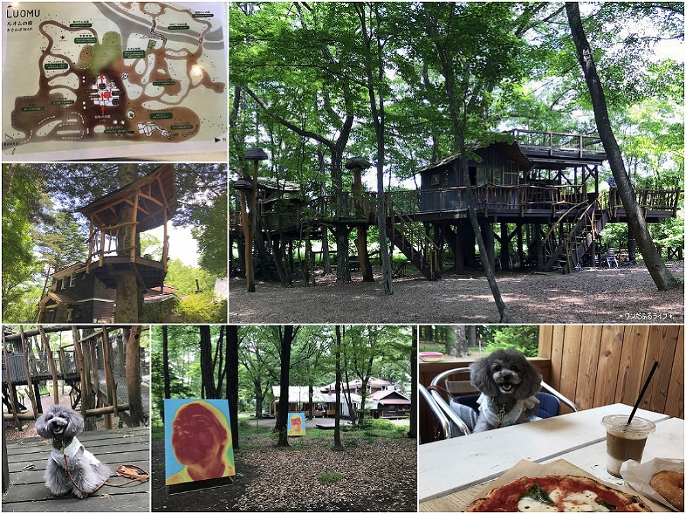 * ルオムの森 in北軽井沢 220619 *_d0317115_21034752.jpg