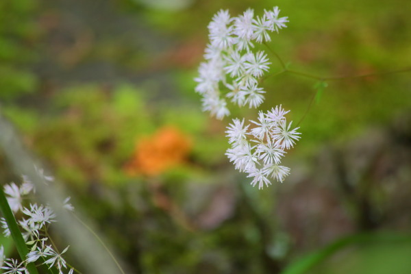 赤城自然園、夏の花2…ササユリ、ニッコウキスゲ、ツクシカラマツ_e0413627_17001235.jpg