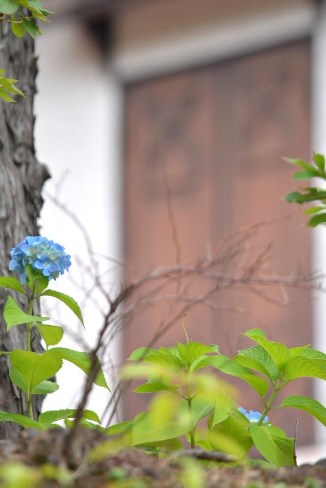 5月頃の3丁目の花_e0373930_18412995.jpg