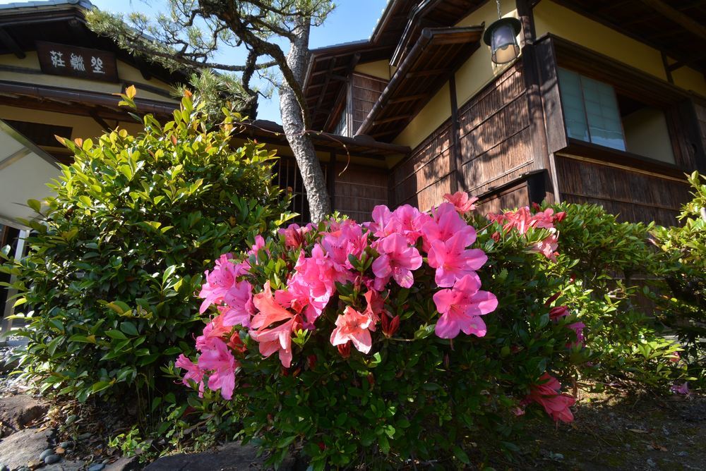 5月頃の3丁目の花_e0373930_18414451.jpg