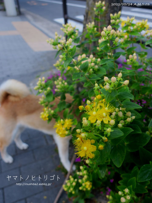 最近食べたもの【小満】③_e0394031_07132510.jpg