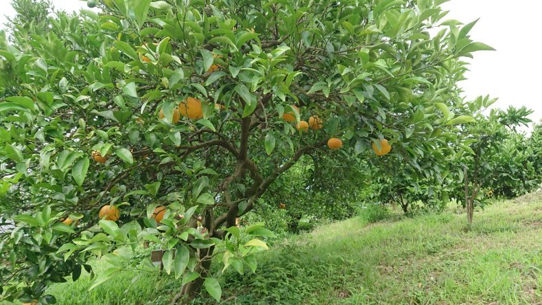 太陽系は約46億年前、銀河系（天の川銀河）の中心から約26,000光年離れた、オリオン腕の中に位置。_b0415549_11202630.jpg