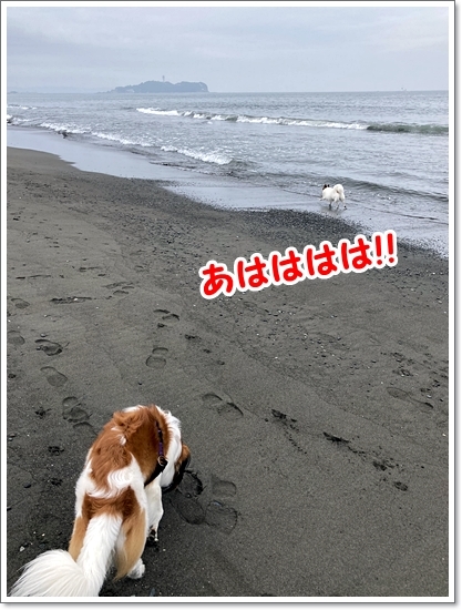 砂浜はカオス状態。_d0013149_22594989.jpg