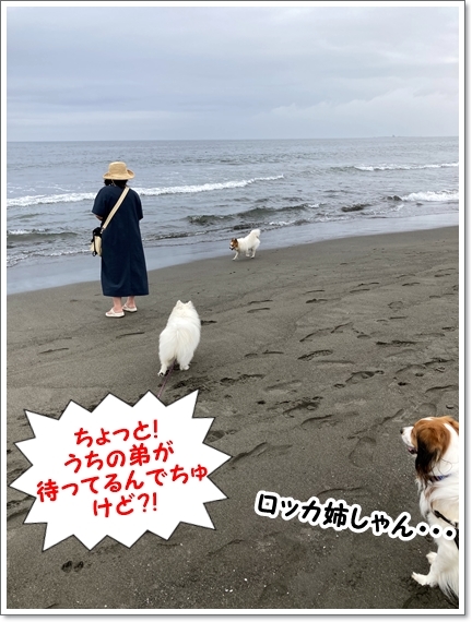 砂浜はカオス状態。_d0013149_23000721.jpg