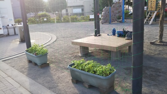 緑のカーテン(ふうせんかずら)_f0334619_18461164.jpg