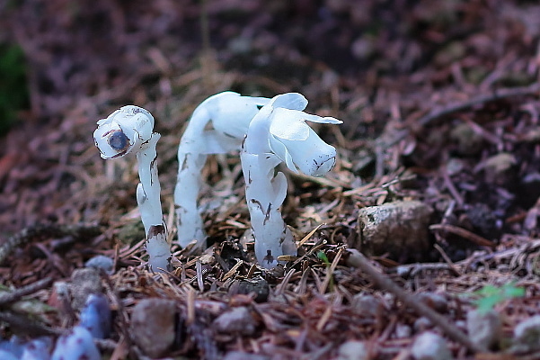 光合成しない植物、ギンリョウソウ_e0413627_14062993.jpg