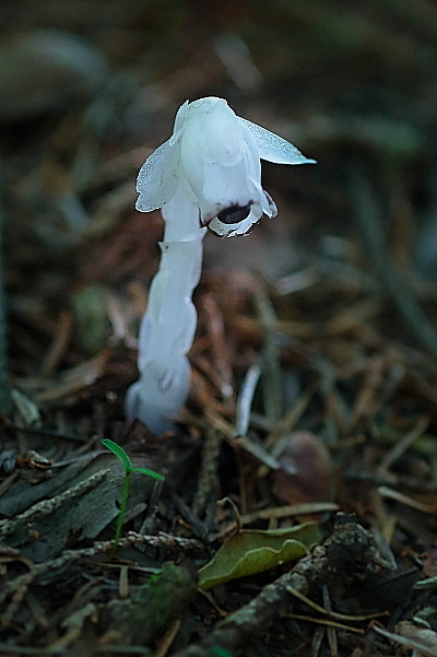 光合成しない植物、ギンリョウソウ_e0413627_14064235.jpg