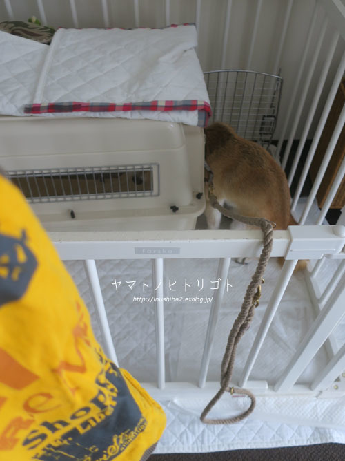 ささやかな抵抗をしてみる。_e0394031_07565326.jpg