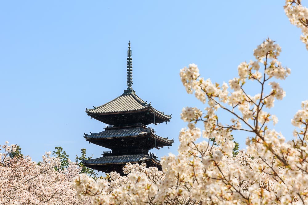 仁和寺の御室桜2022_b0325840_11400743.jpg