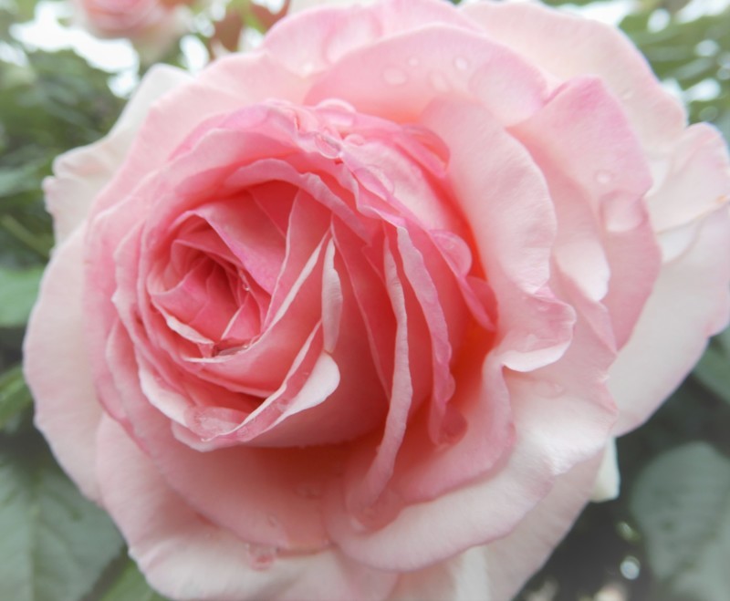 かをる風 * le vent fragrant_f0374041_20501752.jpg