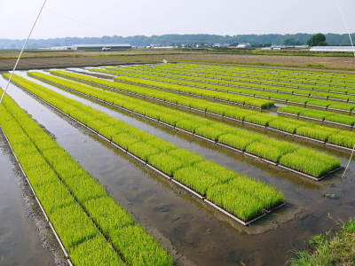 七城米 長尾農園 令和4年の田植えスタート 前編:美しすぎる苗床と匠の代かき_a0254656_15295217.jpg