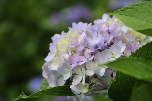 あわじ花の歳時記園_b0246758_20335873.jpg