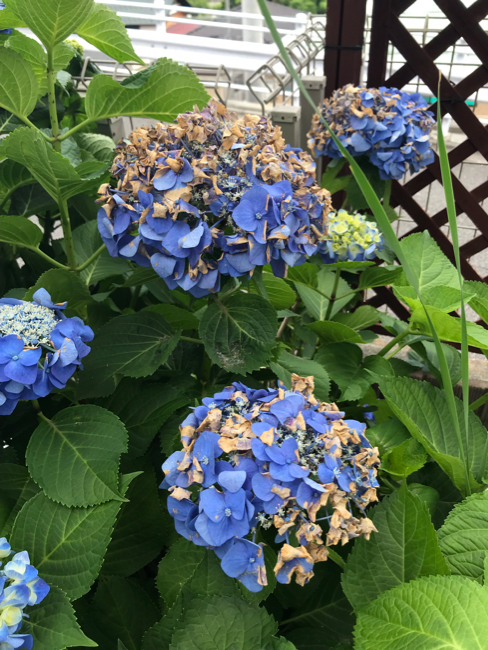 紫陽花が日焼けで枯れる 本日も晴天なり ちょっとそこまで自転車で