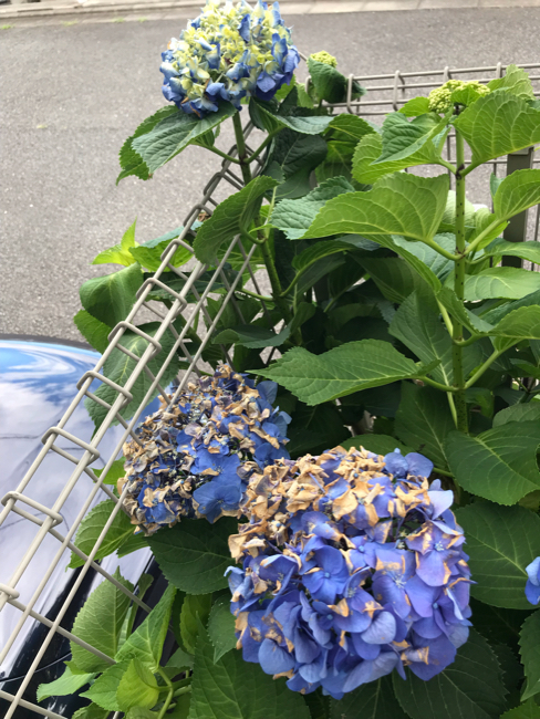 紫陽花が日焼けで枯れる 本日も晴天なり ちょっとそこまで自転車で