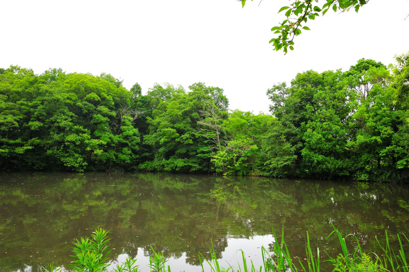 NIKON D3Sで撮る智光山公園_d0394696_23071601.jpg
