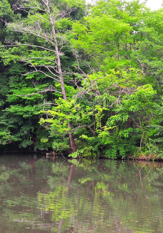 NIKON D3Sで撮る智光山公園_d0394696_23072958.jpg