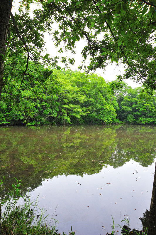 NIKON D3Sで撮る智光山公園_d0394696_23074801.jpg