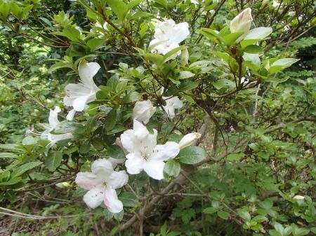 芝刈りと庭に咲く花たち_f0064906_08510904.jpg
