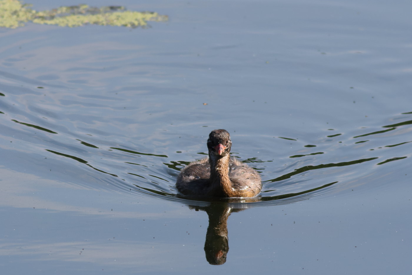 カイツブリ（幼鳥）_f0349409_11405613.jpg