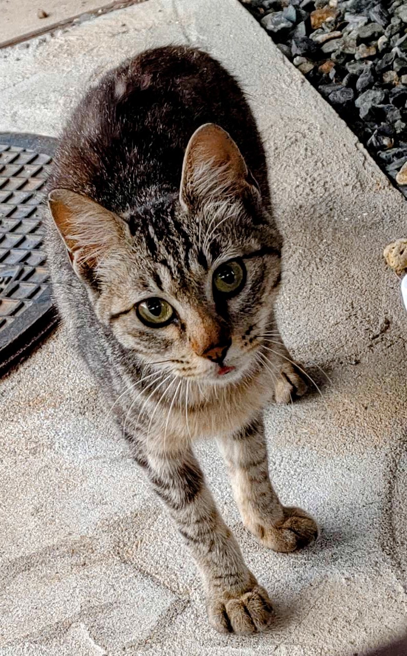 野良猫キジトラ ワイルドのダニ_b0397425_23174306.jpg