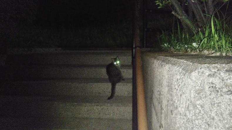 野良猫キジトラ ワイルドのダニ_b0397425_23194409.jpg