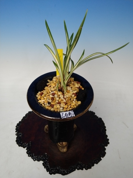 韓国春蘭 (仮)白寿 : 蘭万園日記