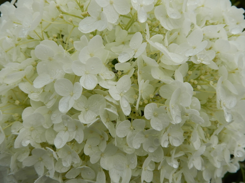 かをる風 * le vent fragrant_f0374041_05500711.jpg