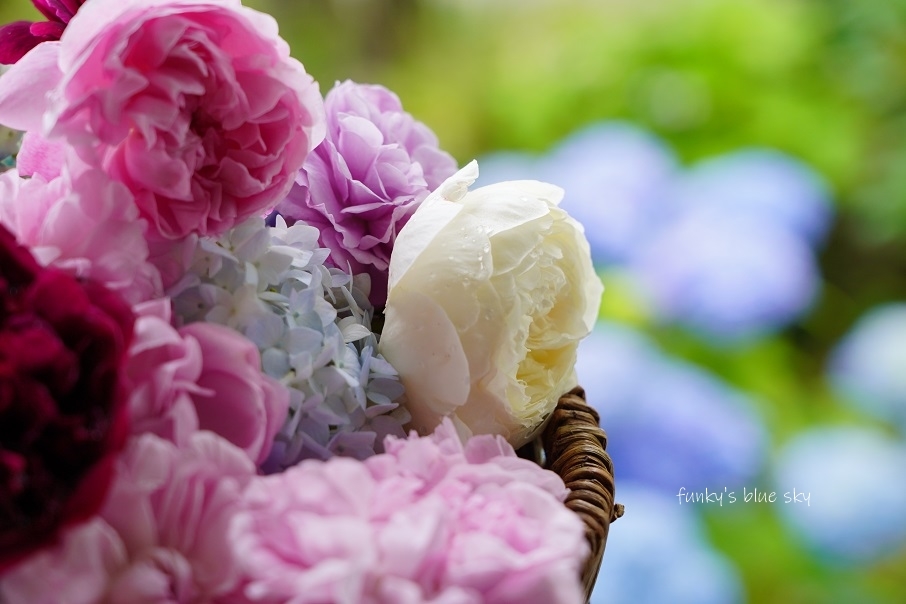 庭のブーケ*　（薔薇と紫陽花のころⅣ・６月１４日＆１５日）_c0145250_10183683.jpg