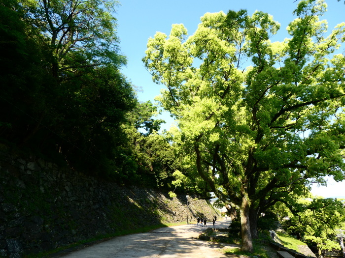　　和歌山城松の丸にて　　２０２２-０６-２８　００：００ 　_b0093754_22473989.jpg