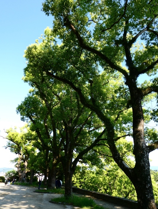 　　和歌山城松の丸にて　　２０２２-０６-２８　００：００ 　_b0093754_22475283.jpg
