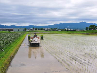 七城米 長尾農園 令和4年の田植えスタート 後編:きれいに育てることは美味しく育てること!_a0254656_18365263.jpg