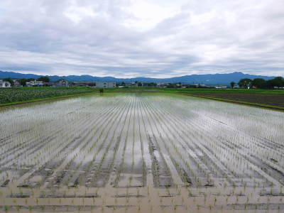 七城米 長尾農園 令和4年の田植えスタート 後編:きれいに育てることは美味しく育てること!_a0254656_18452001.jpg