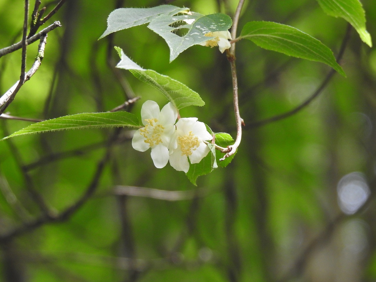 『釜ヶ滝周辺で出会った木天蓼(マタタビ)や色々な植物達～』 自然風の自然風だより