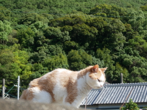 燃えろ、夏子♬_f0054677_09043163.jpg