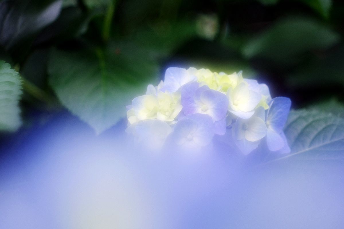 高幡不動の紫陽花 ラスト 光の音色を聞きながら 高幡不動の紫陽花 ラスト 光の音色を聞きながら