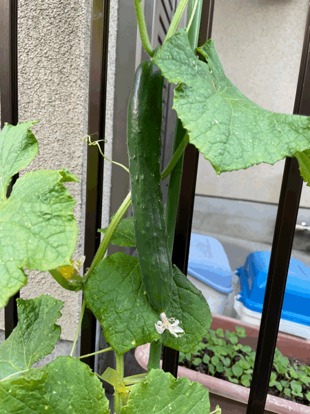 6/27の給食_c0293682_17482946.gif