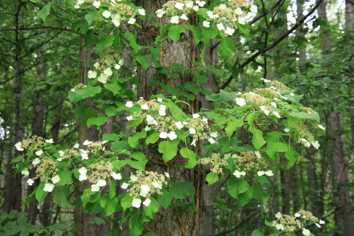 コクワ(サルナシ)の花が満開！！_a0385986_17032402.jpg