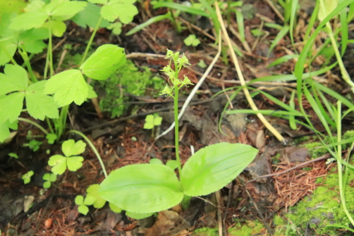 コクワ(サルナシ)の花が満開！！_a0385986_17071984.jpg