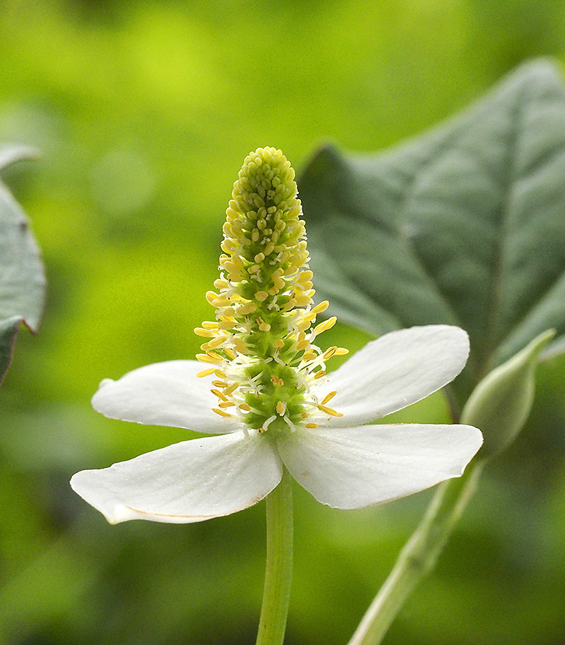 ドクダミ ルーペで見る雑草の花 2 自然観察大学ブログ ドクダミ ルーペで見る雑草の花 2 自然観察大学ブログ