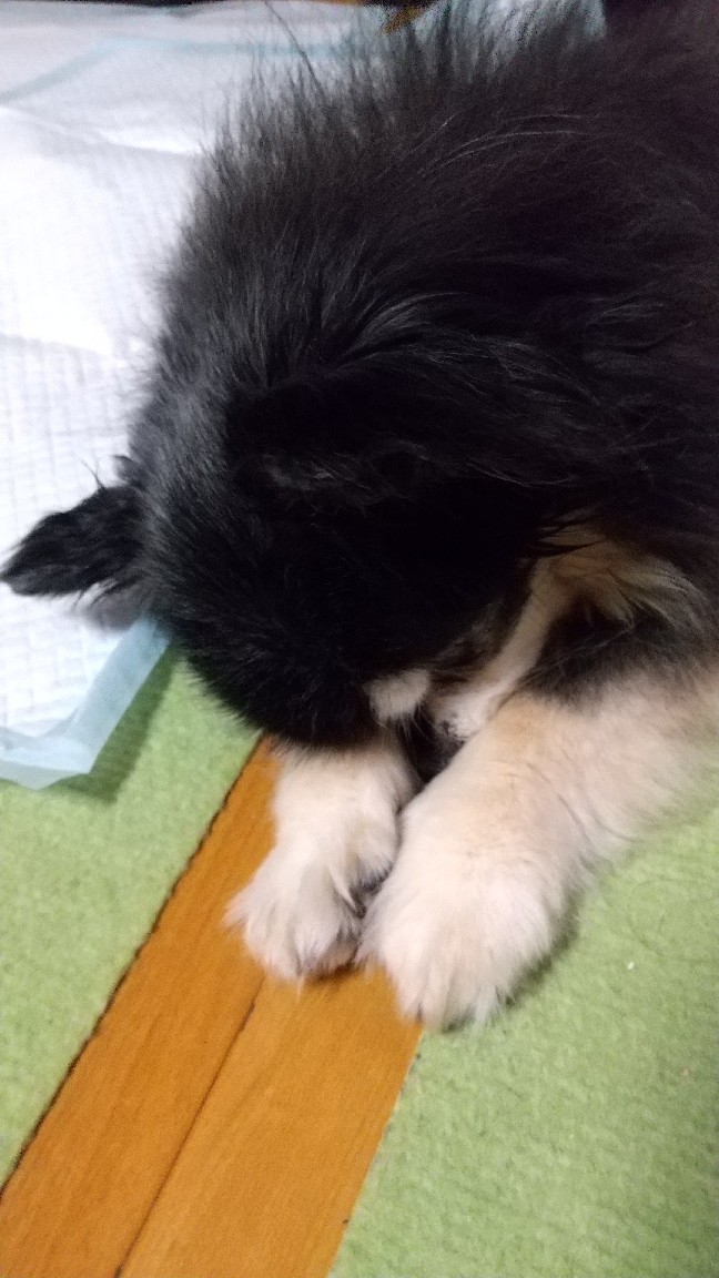 ワンコの声_e0351303_21025606.jpg