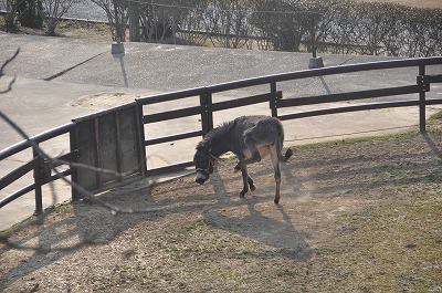 淡路カントリーガーデンで癒される♪_b0143308_21472356.jpg