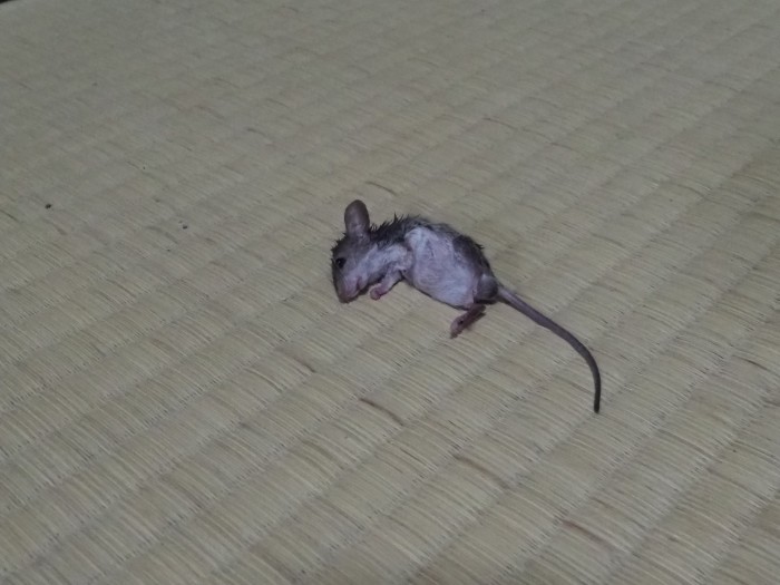 くうちゃん、ネズミを捕って来た_c0116915_23594262.jpg