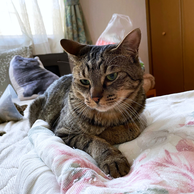 寝苦しいなあ_d0355333_21142936.jpg