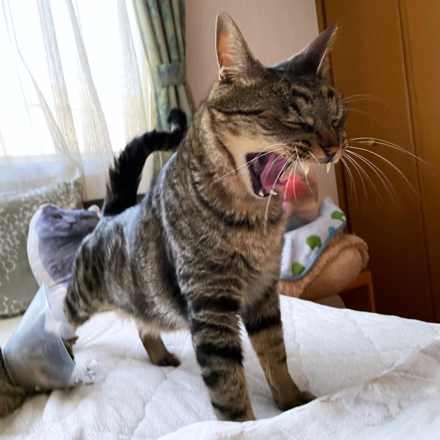 寝苦しいなあ_d0355333_21152337.jpg